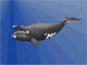 ballena-franca-del-pacifico-norte