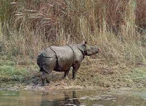 rinoceronte-de-java