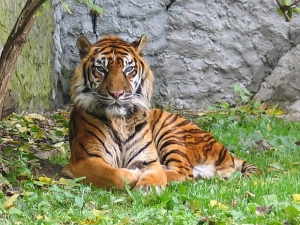 tigre-de-sumatra